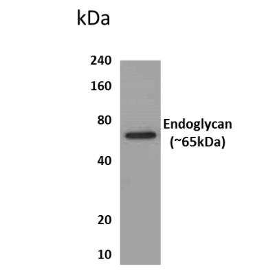 Western Blot: Endoglycan/PODXL2 Antibody (MM0258- 7R2)Azide and BSA Free [NBP2-12273]