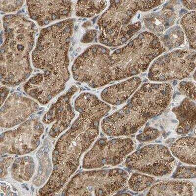 Immunohistochemistry-Paraffin: Endomucin/Mucin -14 Antibody [NBP1-92150]