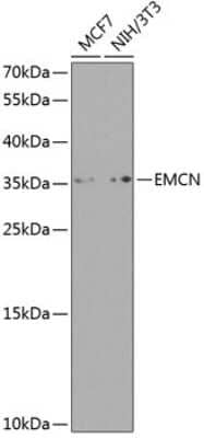 Western Blot: Endomucin/Mucin -14 AntibodyBSA Free [NBP3-03542]