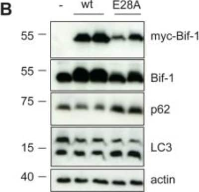 Western Blot: Endophilin B1/Bif-1 Antibody (30A882.1.1)BSA Free [NBP2-24733]