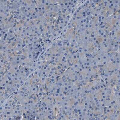 Immunohistochemistry-Paraffin: Endophilin B1/Bif-1 Antibody [NBP1-89973]