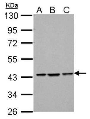 Western Blot: Endophilin B1/Bif-1 Antibody [NBP1-31130]