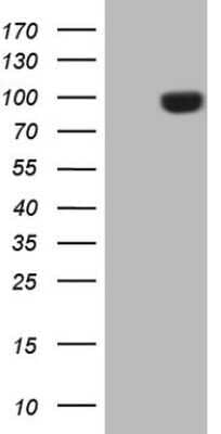 Western Blot: Endosialin/CD248/TEM1 Antibody (OTI4B8)Azide and BSA Free [NBP2-72075]