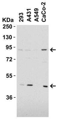 Western Blot: Endosialin/CD248/TEM1 AntibodyBSA Free [NBP1-77310]