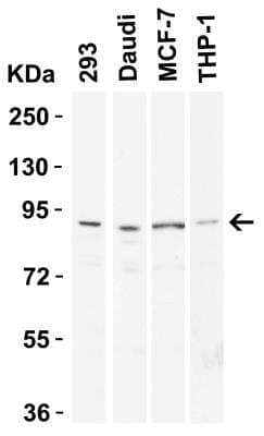 Western Blot: Endosialin/CD248/TEM1 AntibodyBSA Free [NBP1-77311]