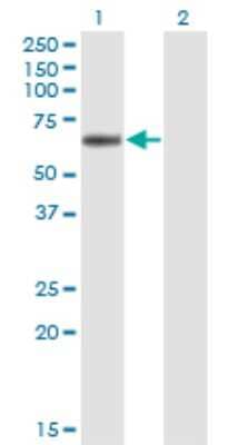 Western Blot: Endothelial Lipase Antibody (4A9) [H00009388-M01]