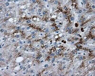 Immunohistochemistry: Endothelial Lipase Antibody (OTI1D9) - Azide and BSA Free [NBP2-71309]