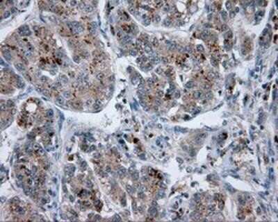 Immunohistochemistry-Paraffin: Endothelial Lipase Antibody (OTI1D9) [NBP2-02396]