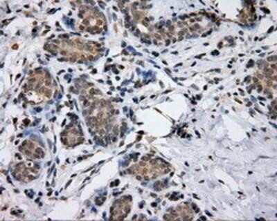 Immunohistochemistry-Paraffin: Endothelial Lipase Antibody (OTI1D9) [NBP2-02396]