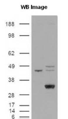 Western Blot: Endothelial Lipase Antibody [NB400-111]