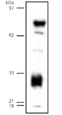 Western Blot: Endothelial Lipase Antibody [NB400-111]