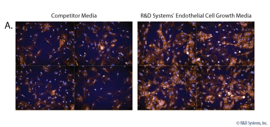 Endothelial Cell Growth Media (CCM027) by R&D Systems, Part