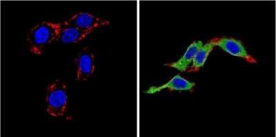 Immunocytochemistry/ Immunofluorescence: Endothelin-1 Antibody (TR.ET.48.5) - BSA Free [NB300-526]