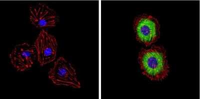 Immunocytochemistry/ Immunofluorescence: Endothelin-1 Antibody (TR.ET.48.5) - BSA Free [NB300-526]