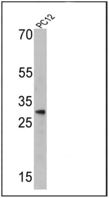 Western Blot: Endothelin-1 Antibody (TR.ET.48.5)BSA Free [NB300-526]