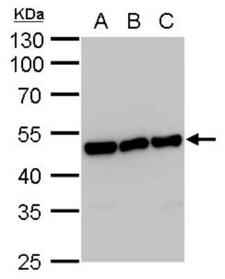 Western Blot: Enolase 1 Antibody (186) [NBP2-43701]
