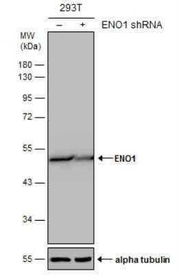 Western Blot: Enolase 1 Antibody (186) [NBP2-43701]
