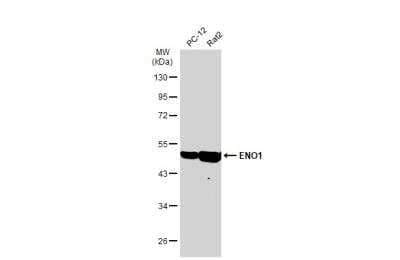 Western Blot: Enolase 1 Antibody (186) [NBP2-43701]
