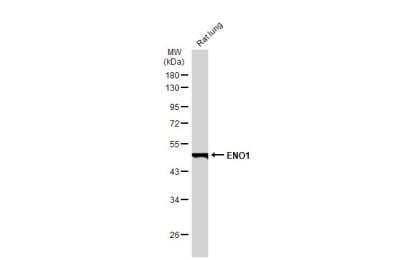 Western Blot: Enolase 1 Antibody (186) [NBP2-43701]