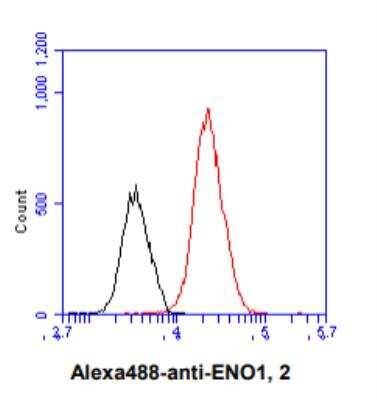 Flow Cytometry: Enolase 1 Antibody (1G7) - BSA Free [NBP2-59457]