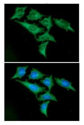 Immunocytochemistry/ Immunofluorescence: Enolase 1 Antibody (1G7) - BSA Free [NBP2-59457]
