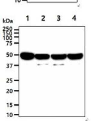 Western Blot: Enolase 1 Antibody (1G7)BSA Free [NBP2-59457]