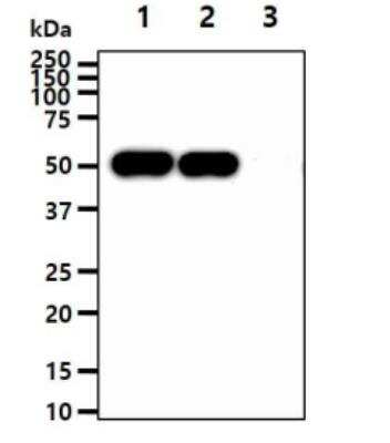 Western Blot: Enolase 1 Antibody (1G7)BSA Free [NBP2-59457]