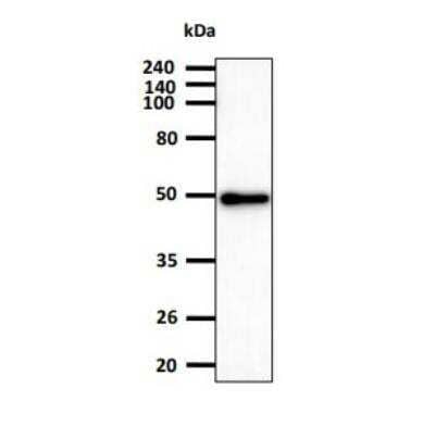 Western Blot: Enolase 1 Antibody (1G7)BSA Free [NBP2-59457]