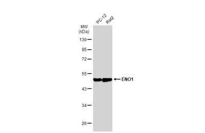 Western Blot: Enolase 1 Antibody (2217) [NBP2-43702]