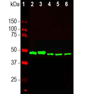 Western Blot: Enolase 1 Antibody (253) [NBP2-25147]