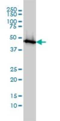 Western Blot: Enolase 1 Antibody (8G8) [H00002023-M01]