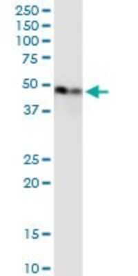 Western Blot: Enolase 1 Antibody (8G8) [H00002023-M01]