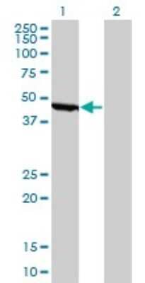 Western Blot: Enolase 1 Antibody (8G8) [H00002023-M01]