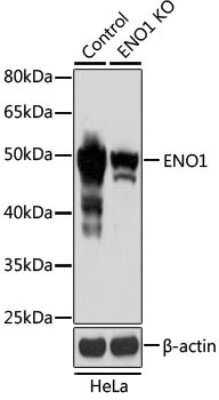 Knockout Validated: Enolase 1 Antibody - Azide and BSA Free [NBP3-03484]