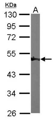 Western Blot: Enolase 1 Antibody [NBP1-31324]