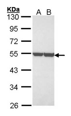 Western Blot: Enolase 1 Antibody [NBP1-31324]