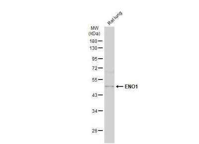 Western Blot: Enolase 1 Antibody [NBP1-31324]