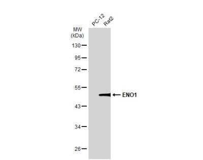 Western Blot: Enolase 1 Antibody [NBP1-31324]