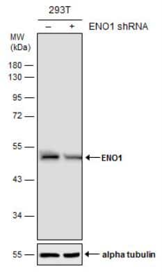 Western Blot: Enolase 1 Antibody [NBP2-16337]