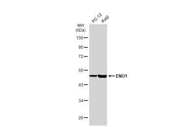 Western Blot: Enolase 1 Antibody [NBP2-16337]