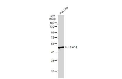 Western Blot: Enolase 1 Antibody [NBP2-16337]