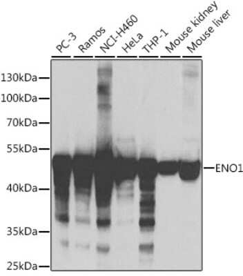 Western Blot: Enolase 1 AntibodyAzide and BSA Free [NBP3-03484]