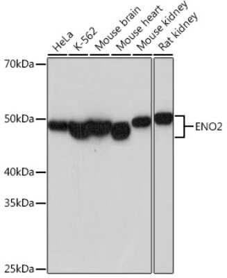 Western Blot: Enolase 2/Neuron-specific Enolase Antibody (9B4Y4) [NBP3-15659]