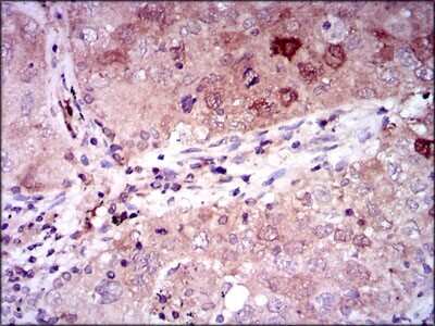 Immunohistochemistry-Paraffin: Enolase 2/Neuron-specific Enolase Antibody (5D3) - BSA Free [NBP2-37465]