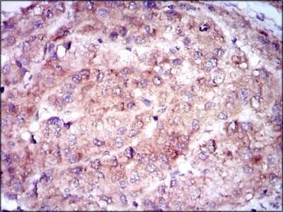 Immunohistochemistry-Paraffin: Enolase 2/Neuron-specific Enolase Antibody (5D3) - BSA Free [NBP2-37465]