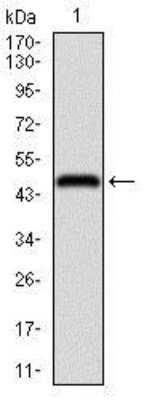 Western Blot: Enolase 2/Neuron-specific Enolase Antibody (5D3)BSA Free [NBP2-37465]
