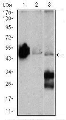 Western Blot: Enolase 2/Neuron-specific Enolase Antibody (5D3)BSA Free [NBP2-37465]