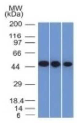 Western Blot: Enolase 2/Neuron-specific Enolase Antibody (ENO2/1375)Azide and BSA Free [NBP2-54452]