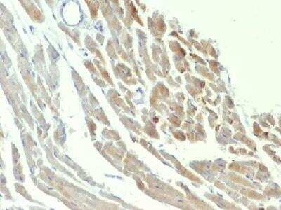 Immunohistochemistry-Paraffin: Enolase 2/Neuron-specific Enolase Antibody (ENO2/1375) [NBP2-47635]