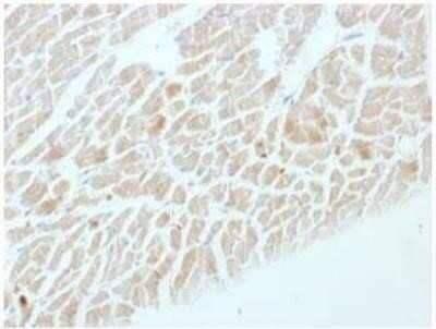 Immunohistochemistry-Paraffin: Enolase 2/Neuron-specific Enolase Antibody (ENO2/1462) - Azide and BSA Free [NBP2-59603]